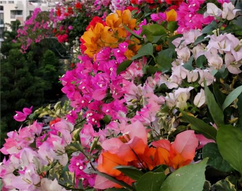 三角梅|养三角梅,冬季“巧处理”,来年长势猛,开花旺