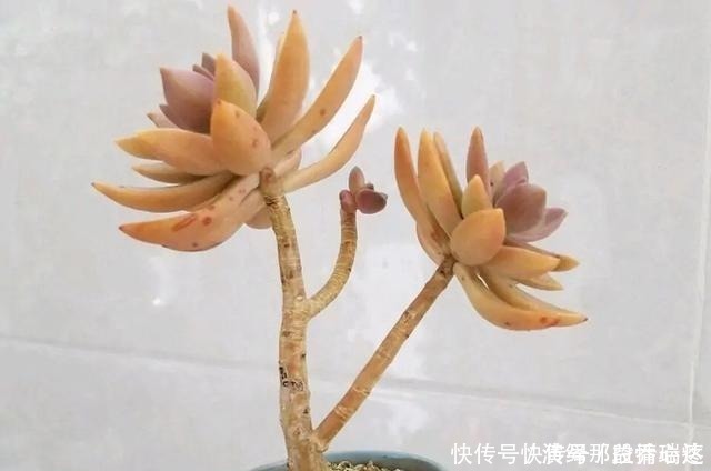 多肉|花友养多肉3年,全都养成了老桩,全靠这6个品种,真是太明智了!