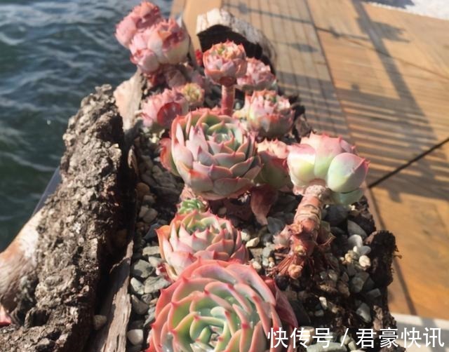 喜欢养多肉,应该挑战一下玉蝶,可以控出这状态,不得不佩服