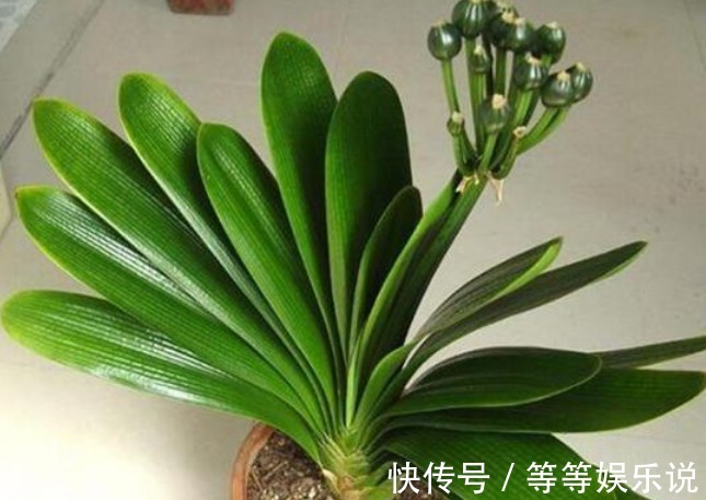 镇宅又去煞的几种花,有钱人偏爱第三种,无论如何也要养一盆!