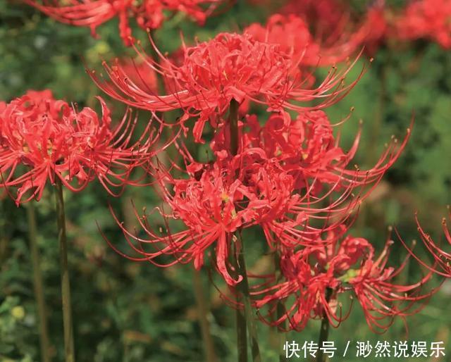 彼岸花如此美艳,却被日本人视为幽冥之花,深扒它的前世今生