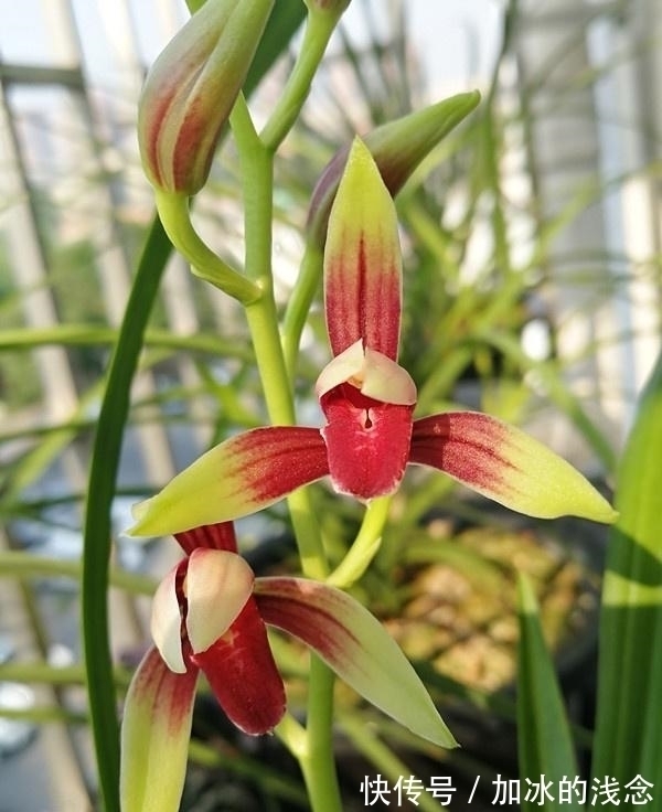 这款兰花,是建兰红素名品,花开艳丽,香味浓郁,花姿迷人