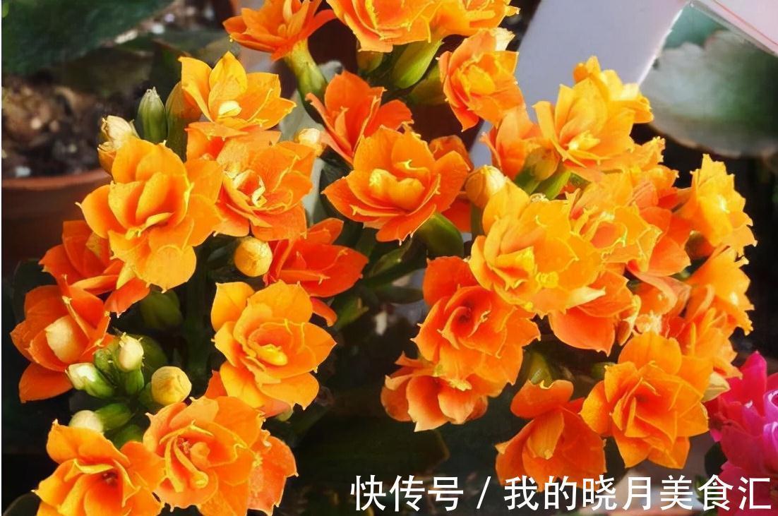 天竺葵|天冷就养“6种花”，越冷越爱开花，吉祥“喜庆”又高档