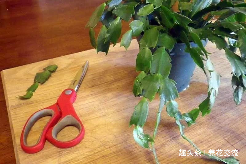 室内蟹爪兰四季养护操作，繁殖和促花技巧教给你，看你能学多少