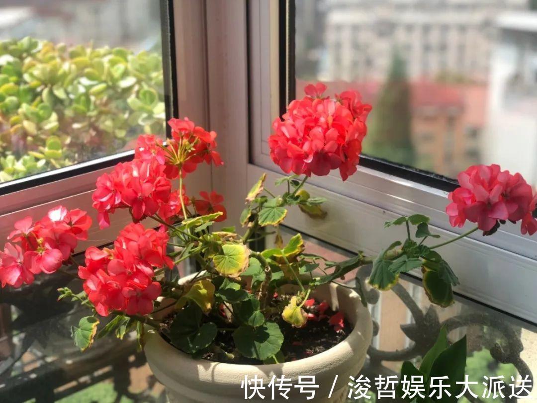 休眠期|家里有这7种花,少浇水、不能晒,天热要休眠!