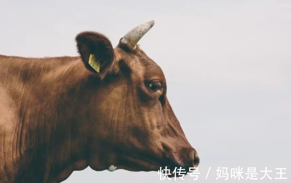 牛人|1985年属牛人的后半辈子，注定“牛牛牛”！家里属牛的要珍惜！
