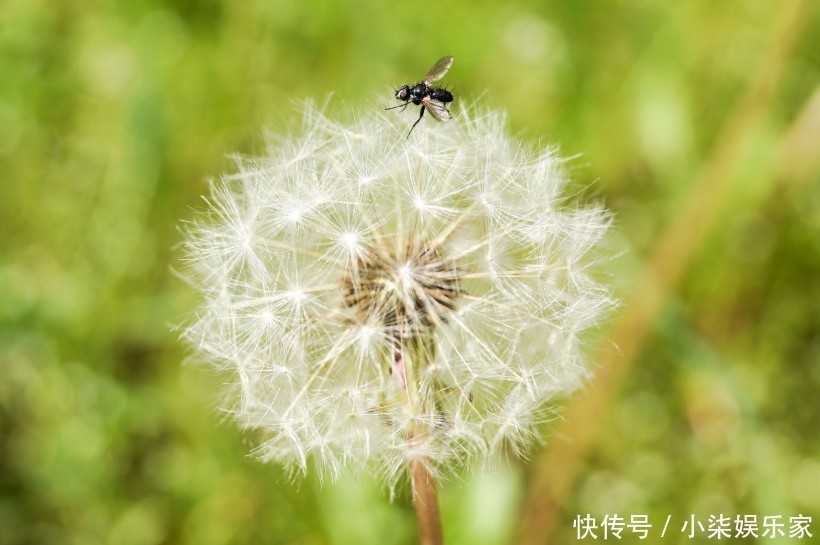 三大生肖|母亲是三大生肖，生出来的孩子智商高，长大后必定有出息