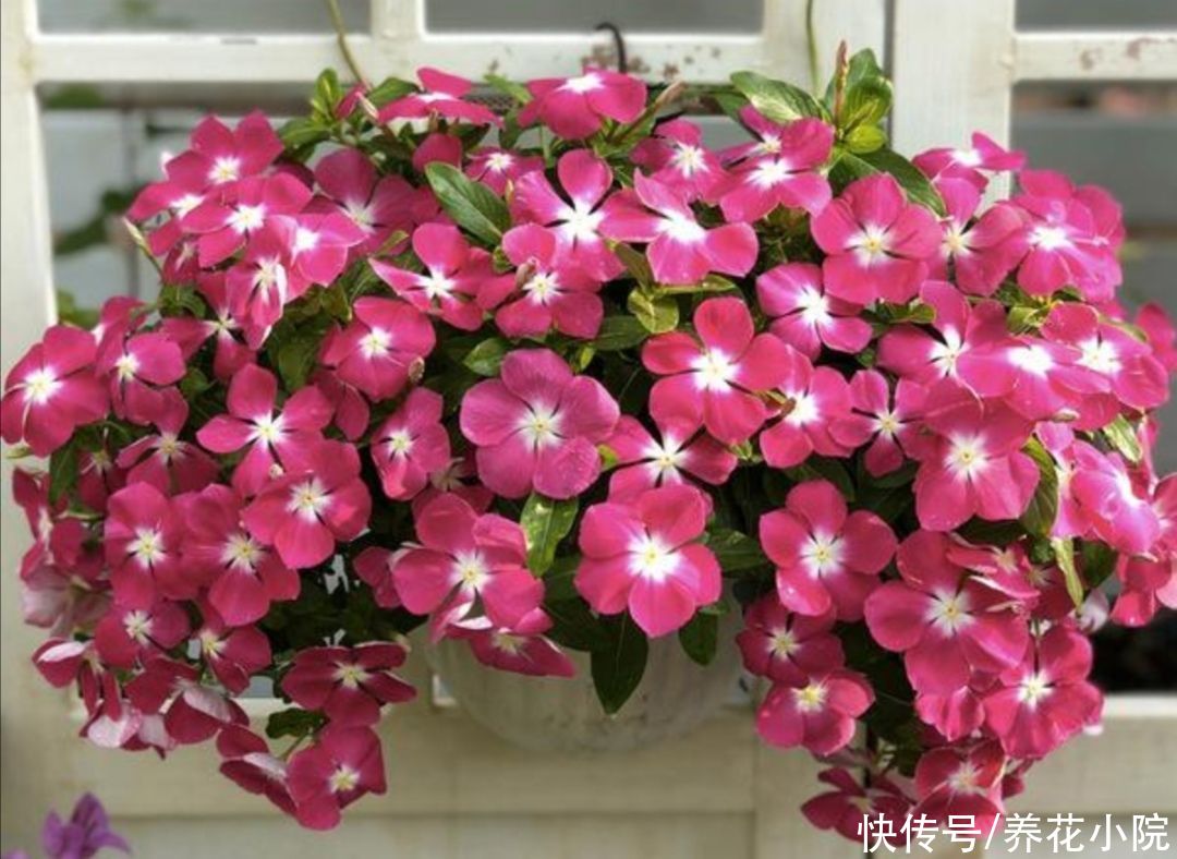 阳台上|阳台上花不在多,5种普通小盆栽,开花漂亮又好养