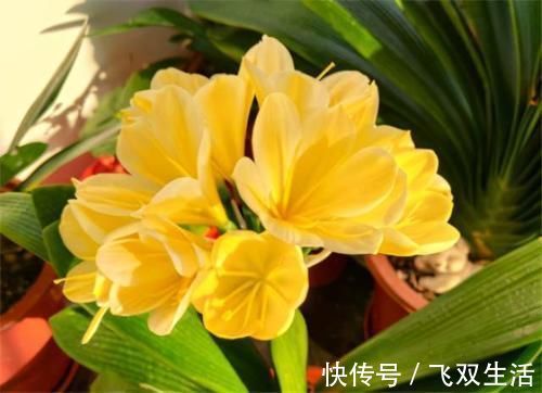 养君子兰,在盆里下“猛料”,叶绿根肥,年年开花收不住