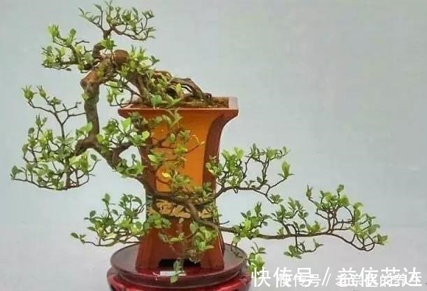 农村一种“树”,全身都是刺,野外挖棵老桩树,能做精美盆景树!