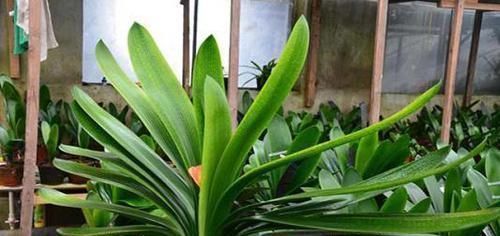 达人|君子兰真的爱喝啤酒吗?听听养花达人怎么说