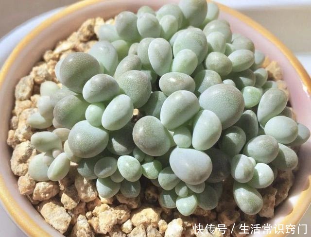 萌多肉再来一款，仅次桃蛋的粉，就属白美人啦！