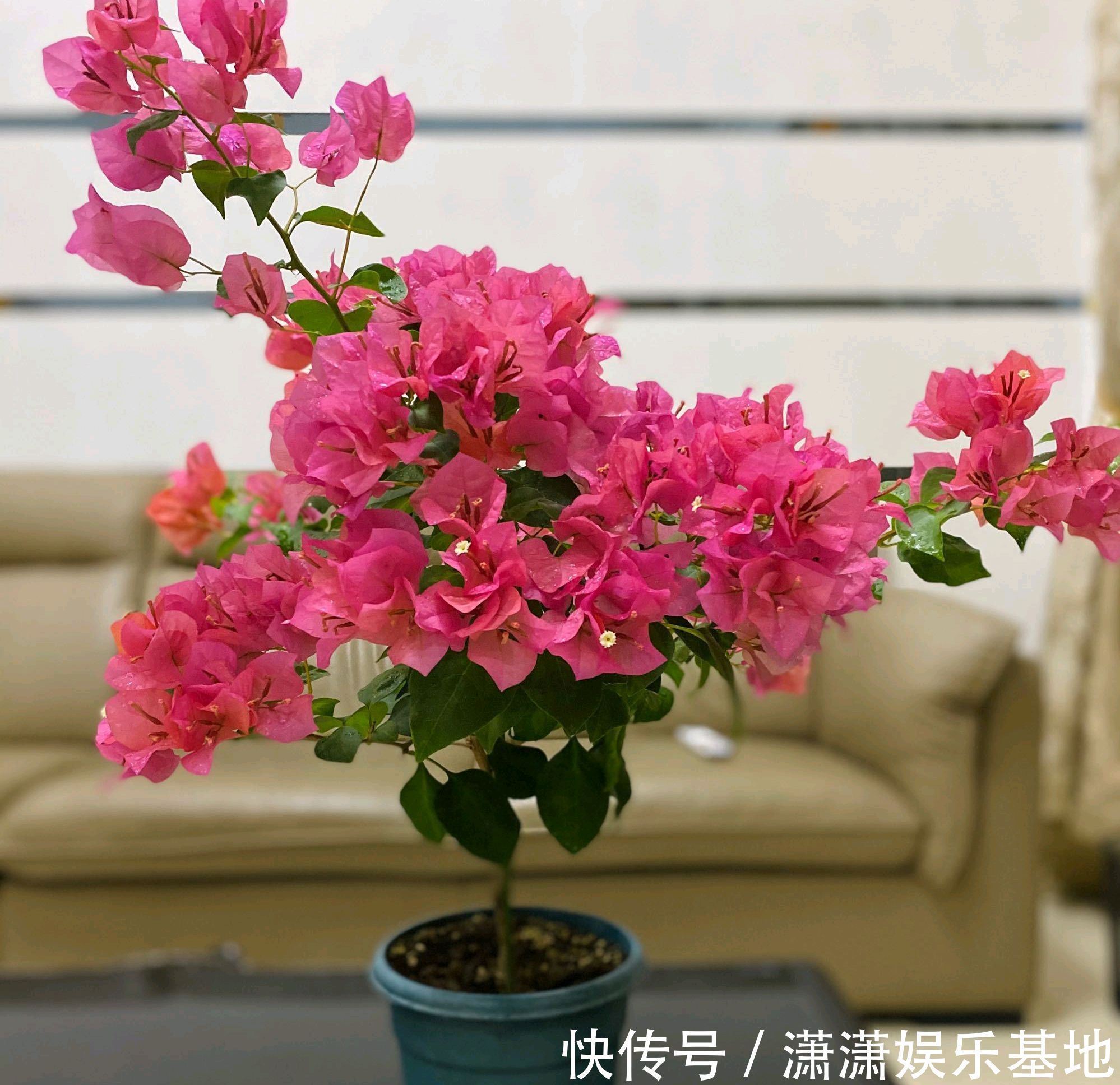 施肥|买回来的三角梅,掉花以后很难再次开花,控水施肥晒太阳也没用?