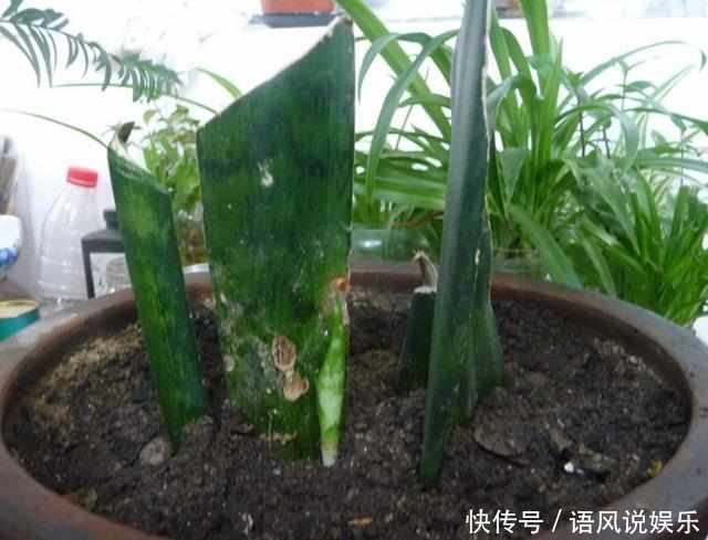 盆栽|这6种花只用一片叶子就能繁殖出一大盆,根本不用花钱买!