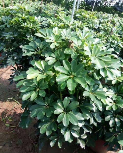 墙根底下没有光照不要怕,这些植物没有光照长得更旺