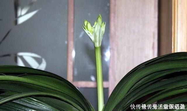 王大爷|退休老人养君子兰,花箭长到60厘米高,只用了1种土和1种水!