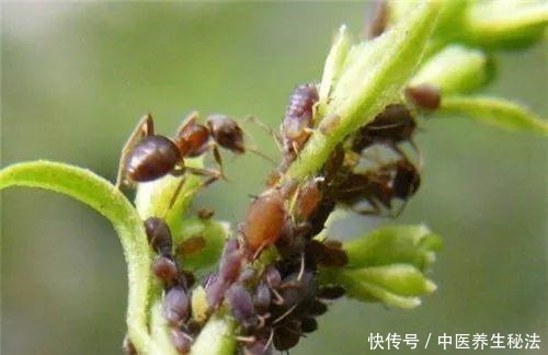 家庭月季花“剪枝”有窍门,定期修剪枝条,开花才会越开越多!