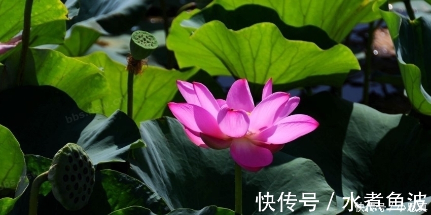 表面|最“闷骚”的四大生肖,表面上对你满不在乎,却日夜思念你