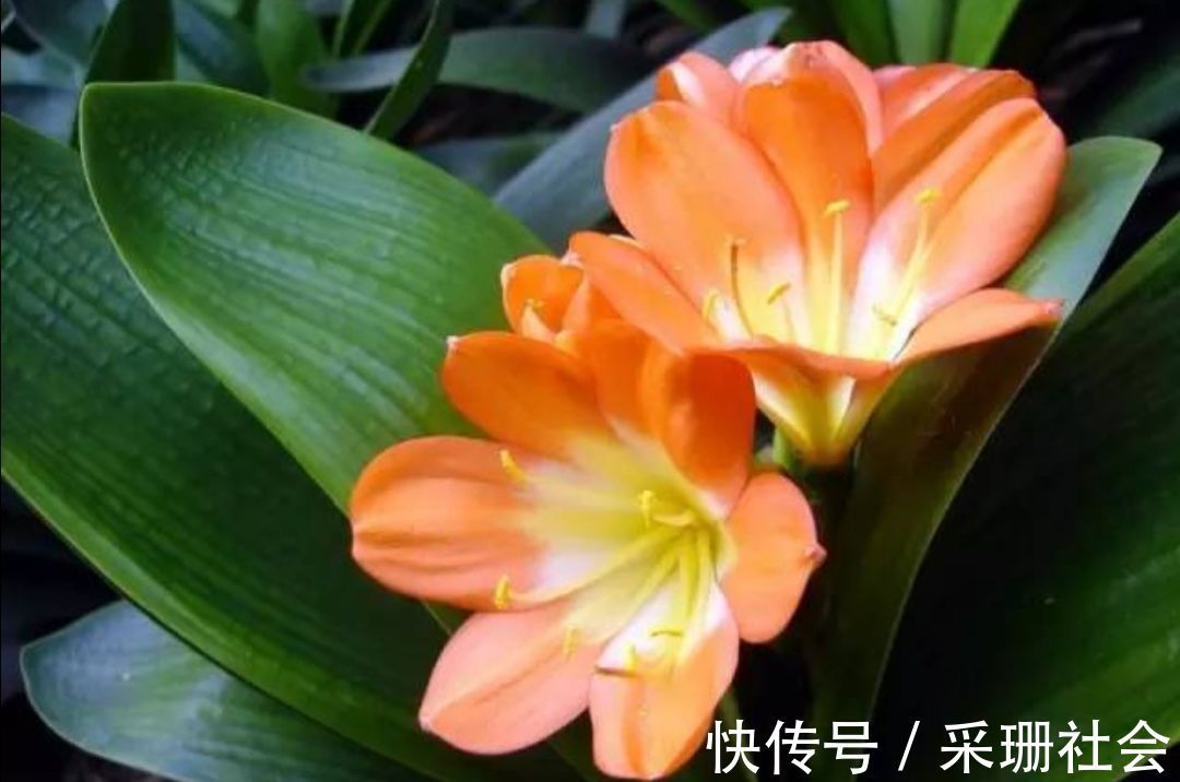 养君子兰不开花？教你2个“小绝招”，很快长出花箭