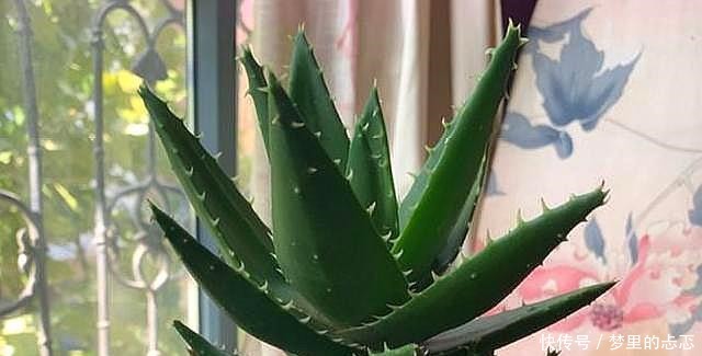 路子|养芦荟，按照这个“路子”，蹭蹭冒小芽，叶片粗壮厚实，挤满盆！