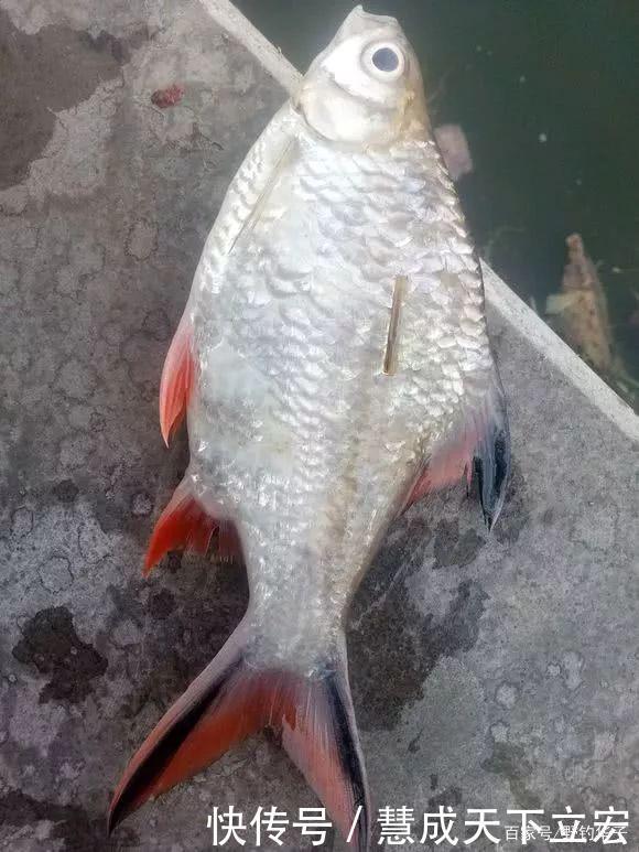 一斤的鳑鲏安徽钓友，钓获巨型“红尾鱼”，钓友像是鳑鲏
