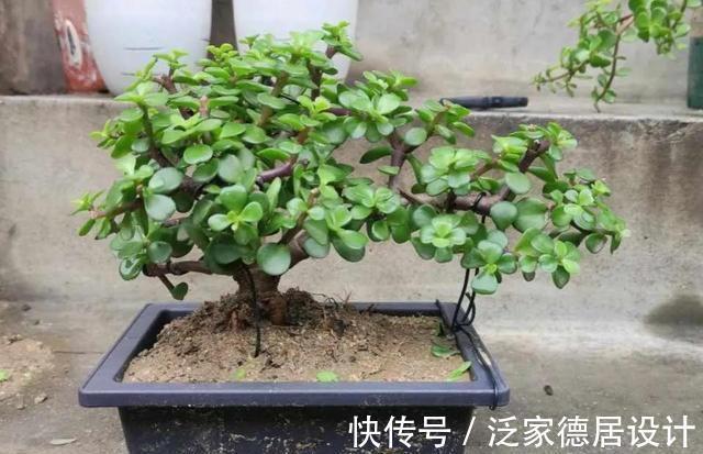 微酸性|金枝玉叶黄叶掉叶,掌握一招,叶绿花繁,颜值高