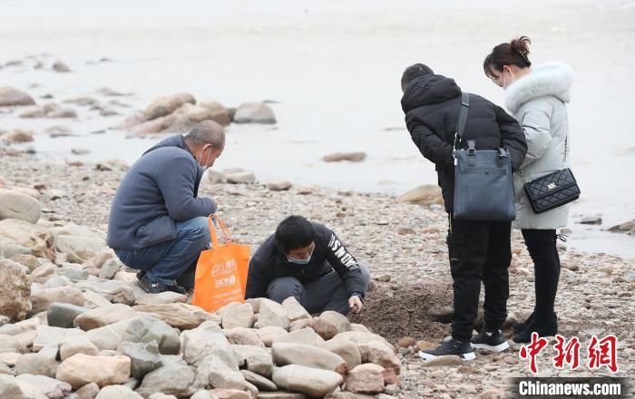 水位|黄河兰州段水位下降 河边“捡石队伍”成景观