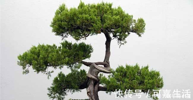 金银花|花友公认具有灵性的绿植,你需要知道它们