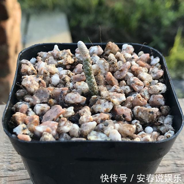 长相如此“吓人”的多肉你敢养吗,开花的样子确实很迷人