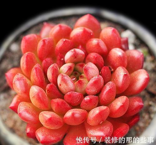 出状态|养了2年的多肉红宝石,一盆全是红艳叶子,人人见了都夸美!