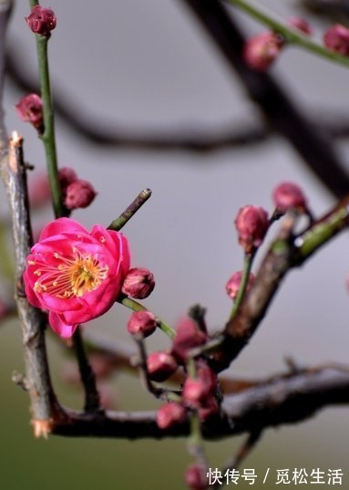 财运|未来15天，4属相财运兴旺，前程似锦，生活顺心如意，喜笑颜开