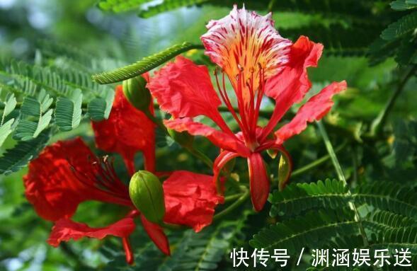 养花|喜欢养花选“它”花语火热青春,花美颜色艳,开花90天