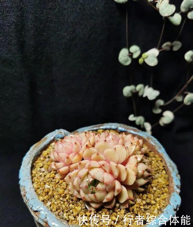 一方阳台,一方多肉,我的生活和姿态!一方阳台,一方多肉,我的生活和姿态!