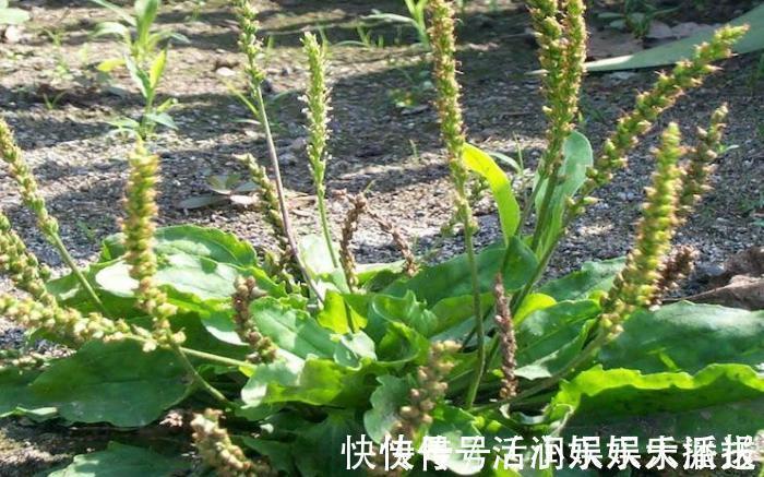 消炎|田园里的一种“猪耳朵”草,消炎杀菌,功效比“蒲公英”还好