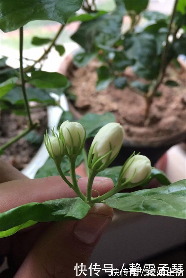 养茉莉花,掌握这5个“小窍门”,一年能开四岔花,简直是“开花机器”