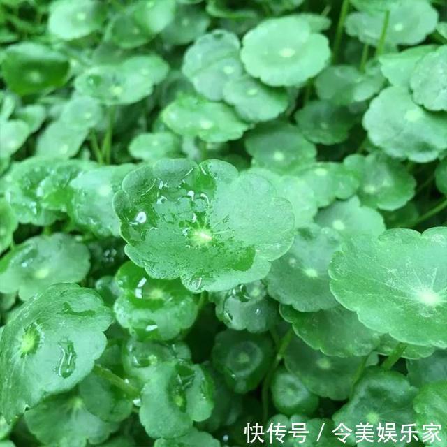 施肥|铜钱草长得“快与慢”,施肥不重要,关键在“摆放”!