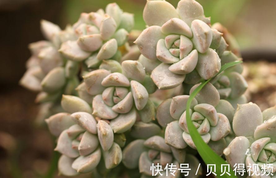 掌握好以下养护步骤,多肉植物白牡丹,越养越傲娇
