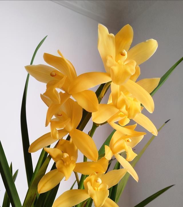 通体|比“绿萝”还好养的兰花,兰香持久,通体金黄,每年可以开花3次