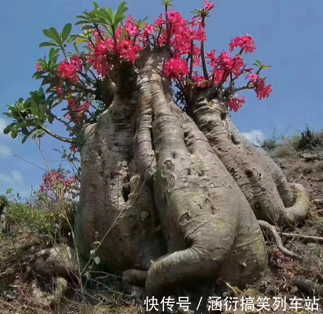 玉树|天气冷,六种花要“干养”,少水多晒才健壮,养成老桩更旺家