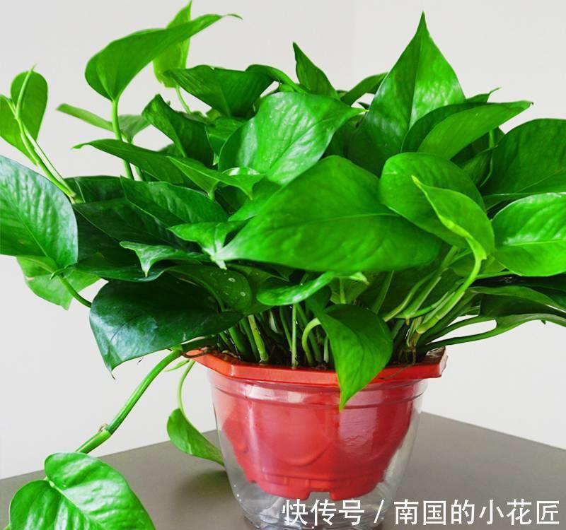 蟹爪兰|养花,盆里埋点它,不烂根,花开满盆,花繁叶茂,花团紧簇