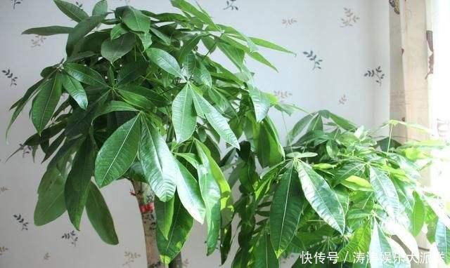 发黄|养发财树，做到这“2点”，嫩芽冒的多，开出花儿来，养好多年！