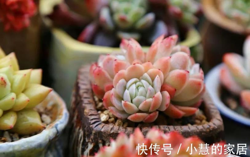 秋天多肉爱喝水,满足3个条件,肉肉淋雨后更漂亮