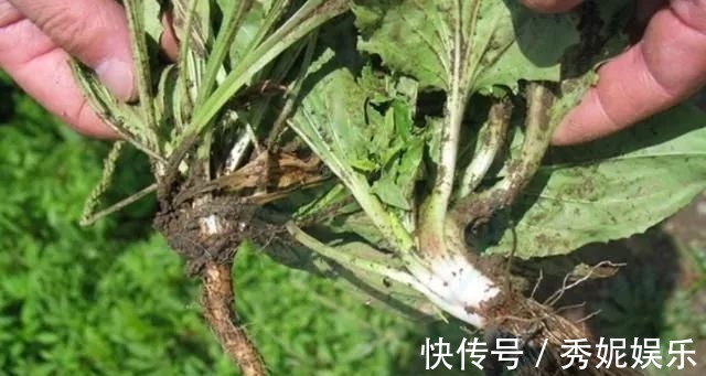 农村|杂草中的一种草，被称为“救命草”20年前当菜吃，如今有价无市！