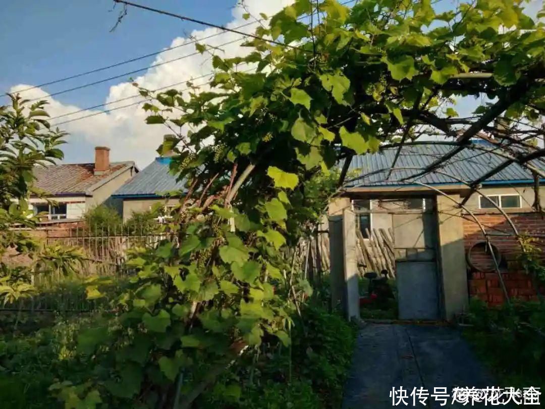 一根大粗枝插土里,枝叶嗖嗖爬满墙,满树冒果子