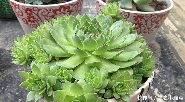 多肉植物观音莲怎么养可以爆盆?