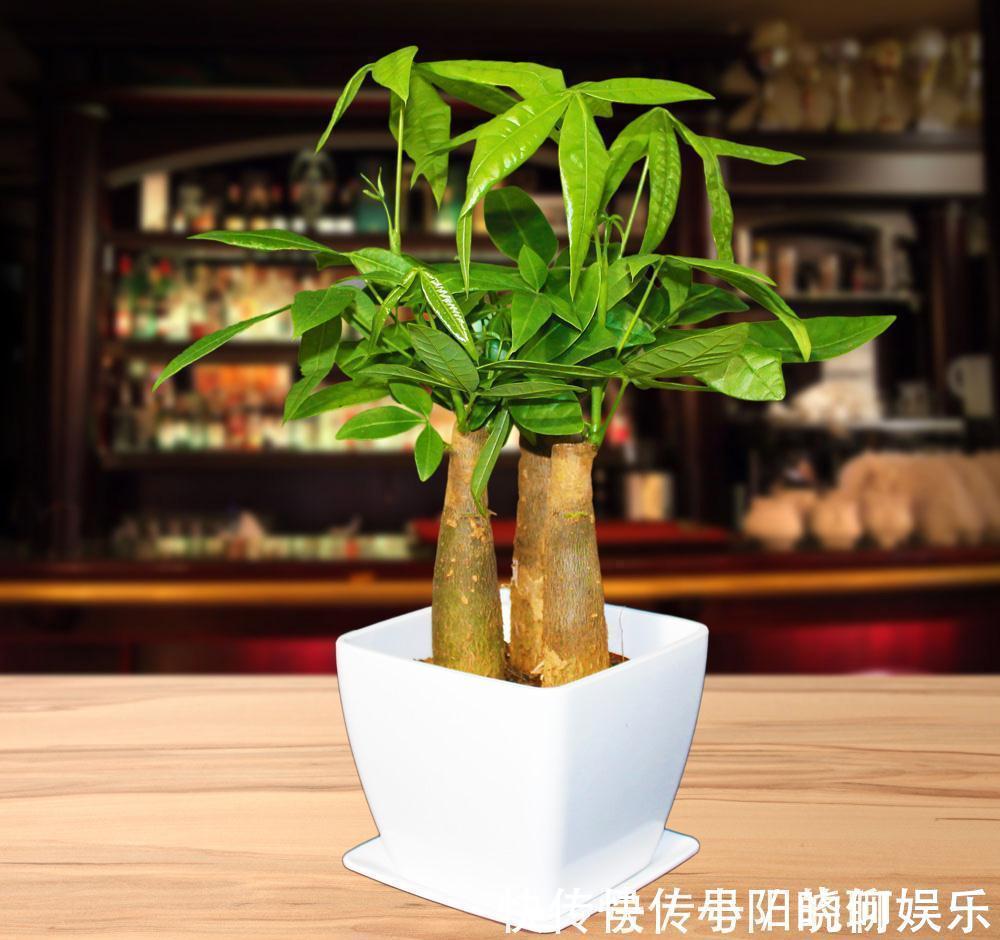 6种漂亮花,都有“好寓意”,喜欢的话养一盆,吉祥又大气