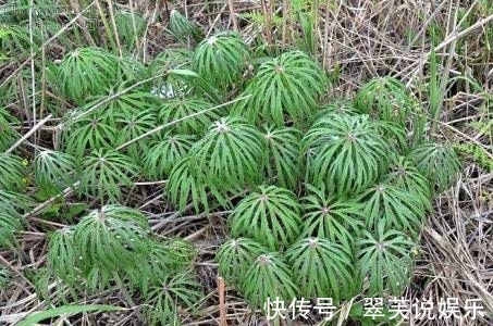 野草|农村一种野草，长得像“破雨伞”，却价值珍贵，遇到了请珍惜