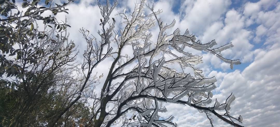 黄荆|美出新境界 四川古蔺黄荆老林立冬雪后现雾凇奇观