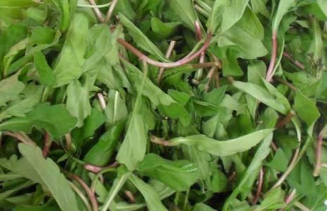 草药|农村路边的红梗菜,是野菜也是草药,此吃法能清热解毒,健胃消食