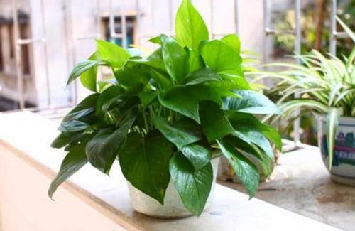 别再将经济又实用的养花宝贝“香蕉皮”当垃圾扔了